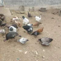 فروش مرغ وبوقلمون