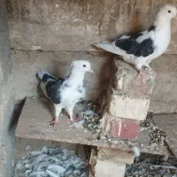 سه تا کبوتر شازده عطیقه