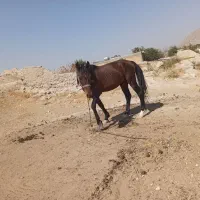 اسب نر نجیب ورام