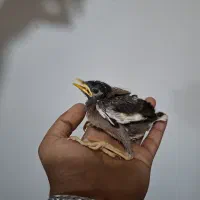 جوجه مینا