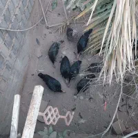 بوقلمون|حیوانات مزرعه|بم, |دیوار