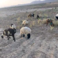 بره نر|حیوانات مزرعه|سده (خراسان جنوبی), |دیوار