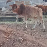 فروش گوساله