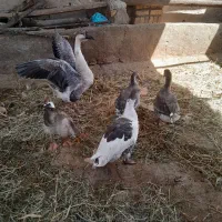 غازو غوغاز|حیوانات مزرعه|قزوین, |دیوار