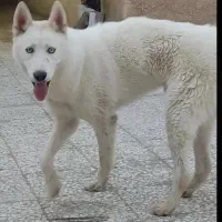 سگ هاسکی نر