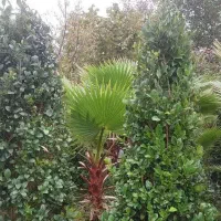 یاس هلندی زمینی