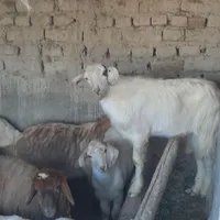 دوعدد نر سانان حدودا ۳۰کیلو هرکدام ۱۲۰۰۰۰۰۰ ملیون|حیوانات مزرعه|شیروان (خراسان), |دیوار