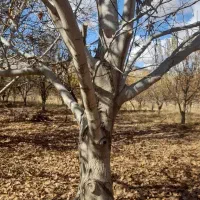 درخت گردو ۲۰ ساله|گل و گیاه طبیعی|تهران, دکتر هوشیار|دیوار