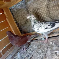 کفتر کاشونی سرخ