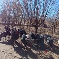 بوقلمون طبیعی نر|حیوانات مزرعه|اهر, |دیوار