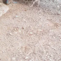 خروس|حیوانات مزرعه|خاش, |دیوار