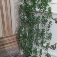 گل شمشاد