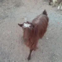 بز آبستن|حیوانات مزرعه|نجفآباد, حومه نجف آباد|دیوار