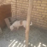 معاوظع با کبوتر