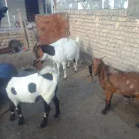 بزپاکستانی