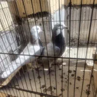 دوتا جوجه پرشی یه نر پرشی کاکل دار موش پا