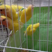 عروسکوتولهجوجه|پرنده|گلبهار, شهر جدید گلبهار|دیوار