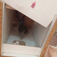 عروس هلندی مولد تخم گذار و جوجه|پرنده|گلپایگان, |دیوار