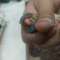 بازی گوش|پرنده|قم, هفت تیر|دیوار