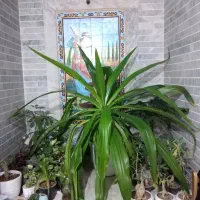 گل ذرتی با گلدان سفالی|گل و گیاه طبیعی|شیراز, شیخ علی چوپان|دیوار