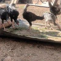 خروس لاری|حیوانات مزرعه|اسفراین, |دیوار