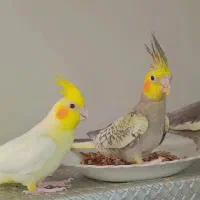 جفت عروس هلندی مولد، دستی