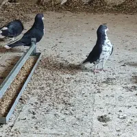 شهری سیاه|پرنده|کردیان, |دیوار