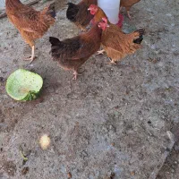 پنج عددمرغ به فروش میرسد
