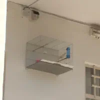 قناری نر مست شلاقی