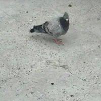 کبوتر تهرانی فروشی