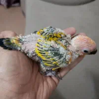 جوجه سرلاکی پرنده خورشیدی