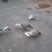 پرشی زدوخرد