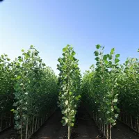 عرضه مستقیم نهال صنوبر با گواهی سلامت|خدمات باغبانی و درختکاری|فسا, |دیوار