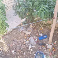 مرغ و خروس|حیوانات مزرعه|اصفهان, شهرک صنعتی امیرکبیر (شاپور جدید)|دیوار