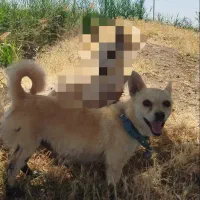 سگ پا کوتاه روباهی ماده