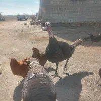 بوقلمون وخروس محلی