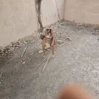 سگ پیت بول نر