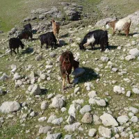 بز بزغاله داشتی