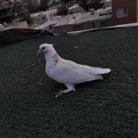 کفتر طوق طوقی|پرنده|بیرجند, |دیوار