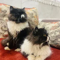 گربه پرشین|گربه|اردکان, |دیوار