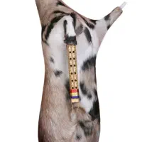 اجرای مجالس جشن وعروسی نی انبان.ضرب وتمپو