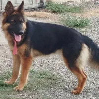 سگ ژرمن ماده|سگ|کیاشهر, |دیوار