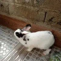 خرگوش|موش و خرگوش|فیروزآباد (فارس), |دیوار