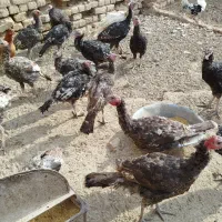 بوقلمون فروشی نر و ماده در هم 20عدد