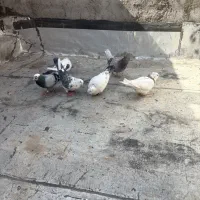 کفتر پرشی|پرنده|قم, ولیعصر|دیوار