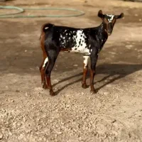 وارداتی اهوی|حیوانات مزرعه|لواسان, |دیوار