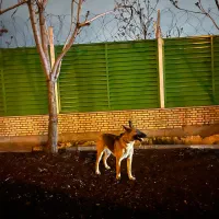 سگ فروش فوری زیر قیمت