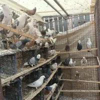 کفتر پرش سنگین تعدادی کفتر پرش سنگین|پرنده|شهریار, ابراهیمآباد|دیوار