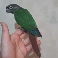 گرینچیک دستی