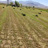 یونجه بسته بندی شده